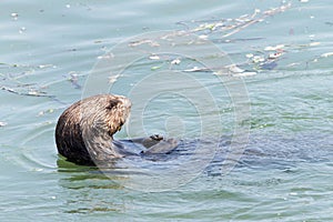 Profile of an otter swimming on back