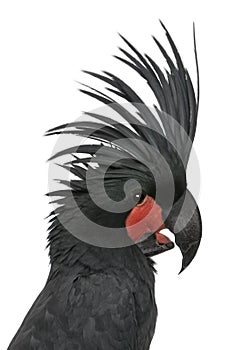 Profile of Palm Cockatoo's head