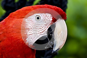 Profile of a parrot Scarlet Macaw (Ara macao) photo
