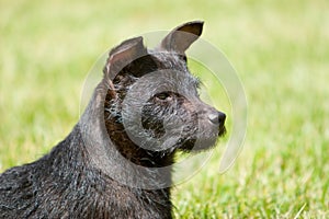 Profile of Patterdale terrier head