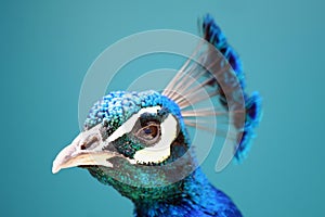 Profile of a Peacock