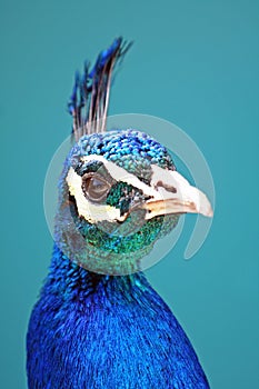 Profile of a Peacock