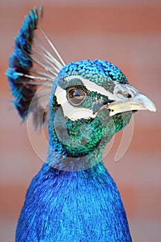 Profile of a Peacock