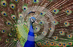 Profile of a peacock (Pavo cristatus)
