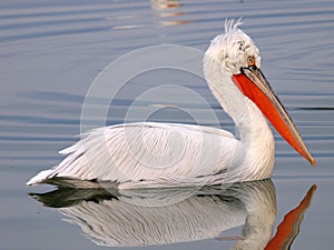 Profile of Pelican on lake