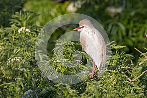 Profile Of A Perched Cattle Egret In Breeding Plumage