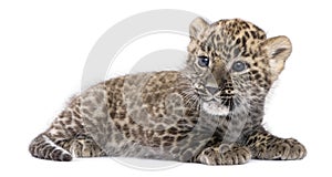 Profile of a Persian leopard Cub lying down (6 wee