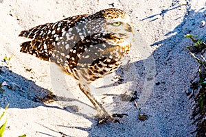 Burrowing Owl at Cape Coral Florida photo