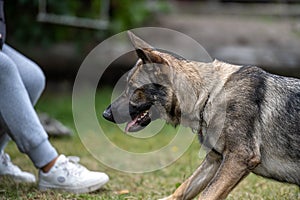 A profile picture of a young happy German Shepherd. Sable coloured working line breed