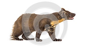 Profile Pine marten, isolated