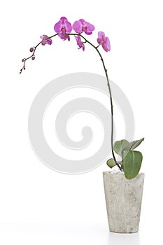 Perfil de rosa orquídea en flor 