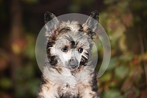 Profile Portrait of adorable powderpuff chinese crested dog in autumn forest. Image of lovely fluffy puppy