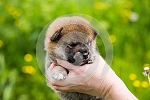 Profile Portrait of adorable two weeks old shiba inu puppy in the hands of the owner in the buttercup meadow