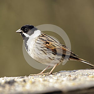 A profile portrait of an adult male Reed Bunting (Emberiza schoeniclus). photo