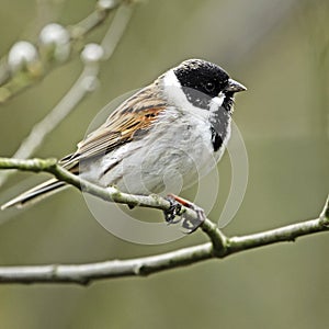 A profile portrait of an adult male Reed Bunting (Emberiza schoeniclus) perching openly on a tree branch.