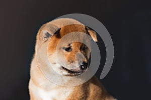 Profile portrait of attentive Shiba Inu dog puppy on a dark background