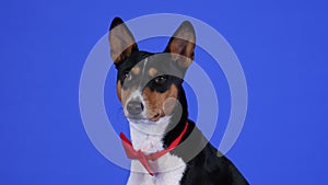 Profile portrait of Basenji in the studio on a blue background. African Barkless Dog wearing a red bow tie looks in