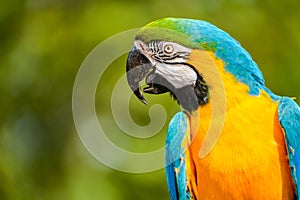 Profile portrait of a beautiful blue-yellow macaw.