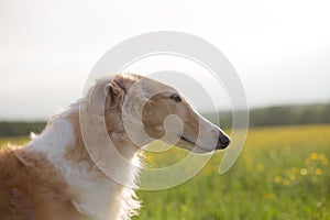 Profile Portrait of beautiful russian borzoi dog on a green and yellow field background.