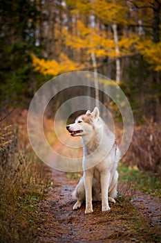 Profile Portrait of beautiful Siberian Husky dog sitting in the bright enchanting fall forest