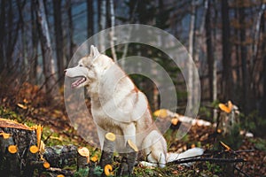 Profile Portrait of beautiful wet dog breed siberian husky sitting in the late autumn forest on rainy day