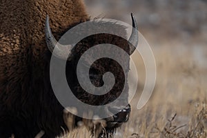 Profile portrait of a bison in a meadow