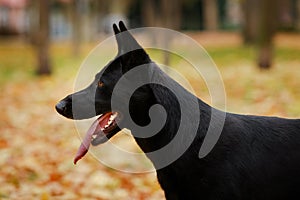 Profile portrait of a black German shepherd dog standing in a stance, with an open mouth and protruding tongue against a