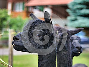Profile portrait of a black Huacaya alpaca in the farm