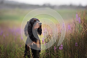 Profile portrait of Black and tan setter gordon dog sitting in the field in summer