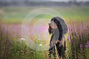 Profile portrait of Black and tan setter gordon dog sitting in the field in summer