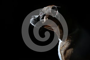 Profile Portrait of Brindle Boxer Dog