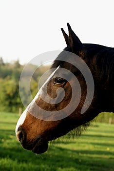 Profile portrait of a brown aware horse photo