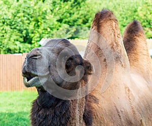 Profile portrait of a camel against the backdrop of wildlife. Dromedar walks in the park on the lawn