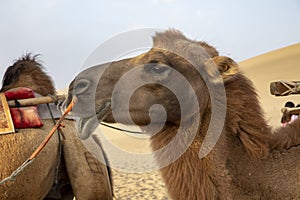 Profile portrait of camel at Singing Sand Mountain, Taklamakan