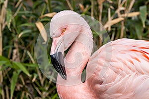 Profile portrait Chilean flamingo