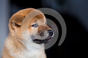 Profile portrait of cute attentive Shiba Inu dog puppy on a dark background