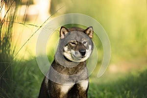 Profile portrait of cute and beautiful japanese dog breed shikoku sitting in the park in summer