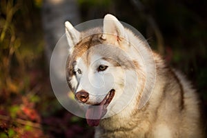 Profile Portrait of cute Beige and white dog breed Siberian Husky sitting in fall in the bright forest background.