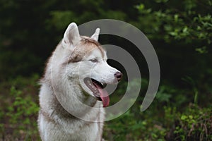 Profile portrait of cute dog breed siberian husky in the forest