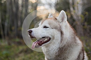 Profile portrait of cute dog breed siberian husky in the forest at sunset.