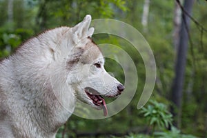 Profile portrait of cute dog breed siberian husky in the green forest