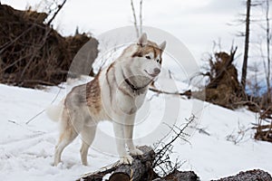 Profile Portrait of cute dog breed Siberian Husky standing in the forest