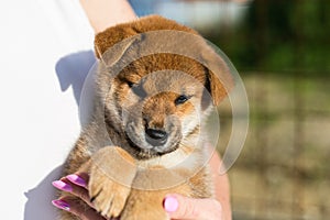 Profile Portrait of cute japanese shiba inu puppy stitting outside