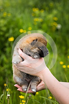 Profile Portrait of cute two weeks old shiba inu puppy in the hands of the owner in the buttercup meadow