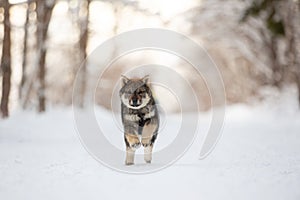 Profile Portrait of cute Shikoku puppy running in the forest in winter. Shikoku ken puppy. Kochi-ken dog