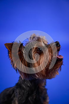 Profile portrait of a cute Yorkshire terrier in the studio on a blue background. The satisfied pet lifted its head up