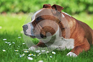 Profile portrait of a dog photo