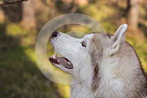 Profile portrait of dog breed siberian husky on a sunny day. Close-up image of beautiful dog looks like a wolf