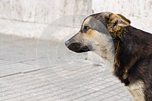 Profile portrait of a dog with no owner. Stray mongrel dog