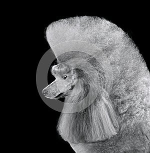 Profile portrait of elegant gray poodle